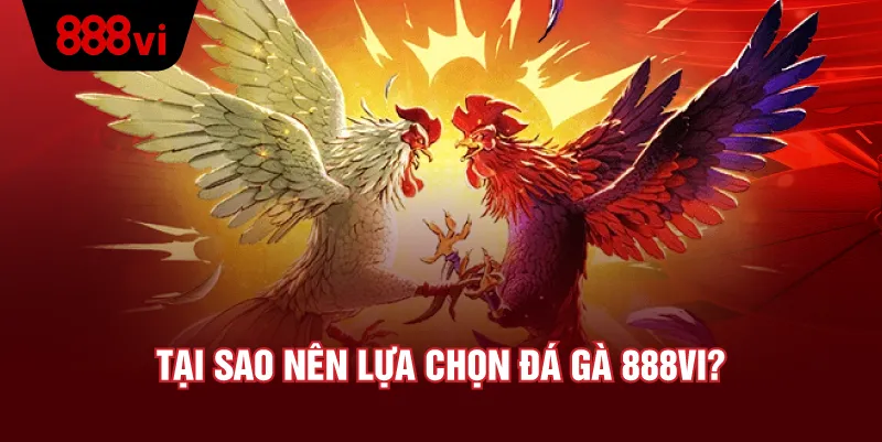 Loại Cược Phổ Biến Trong Đá Gà 888VI